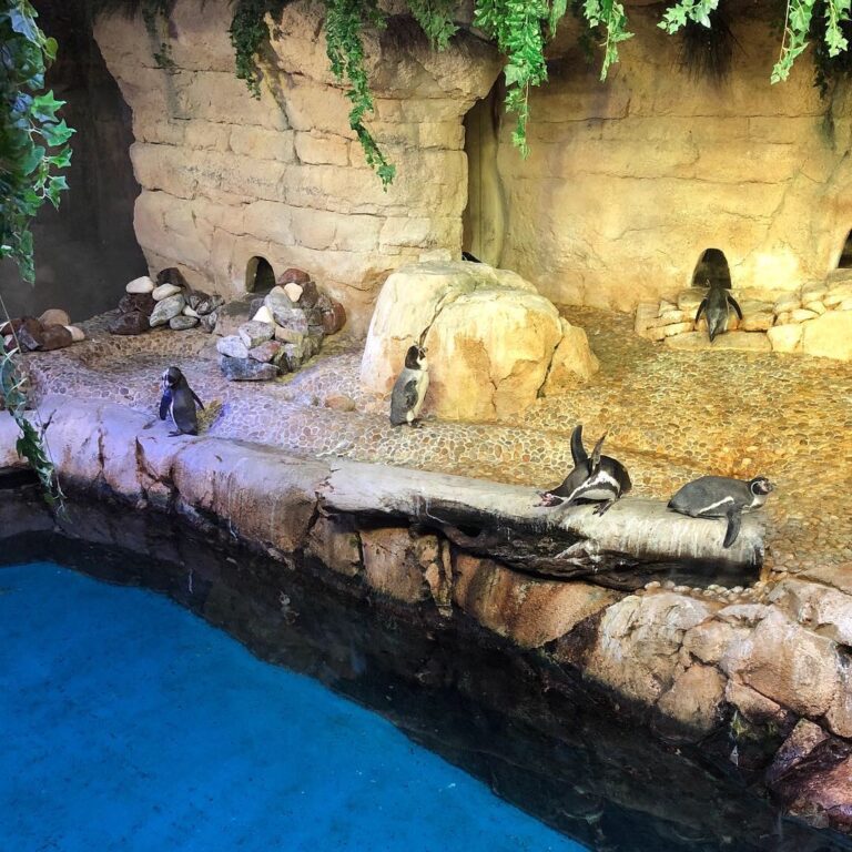 dubai-aquaruim-and-water-zoo-dubai_2