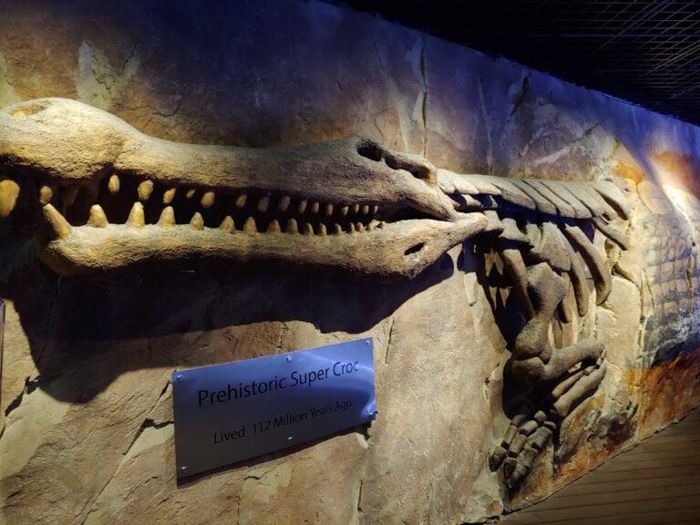 dubai-aquaruim-and-water-zoo-dubai_9