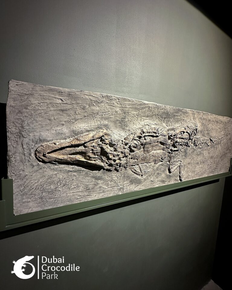 581098757_18537742951027972_5121319057459012240_n